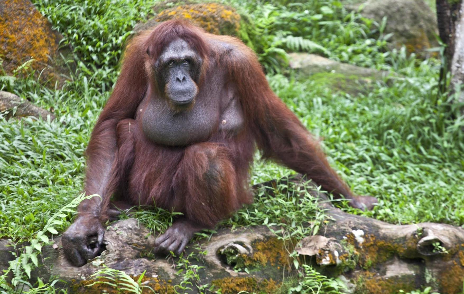Zoolympix at Mandai: 10 animal-inspired challenges and a medal for kids, 7 November 2026 to 3 January 2027
