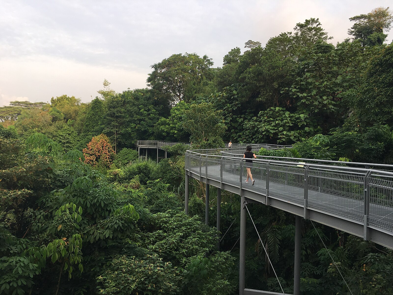 HortPark’s treetop trails: Forest Walk, Alexandra Arch and the Kent Ridge Canopy Walk